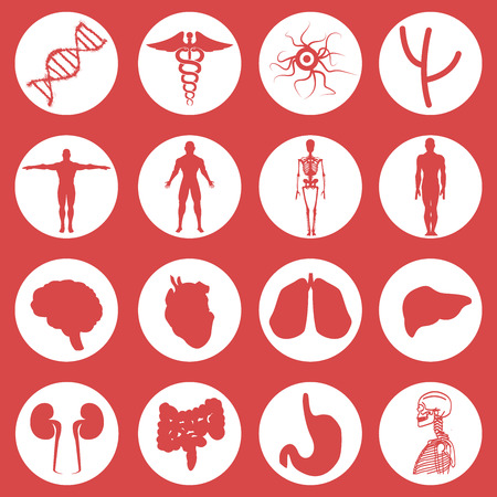 Set of Medical Icons (Internal Organs of a Person, Body, Ski, DNA, etc.) Vector Set iconsのイラスト素材