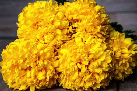 Flowers. Beautiful yellow chrysanthemum in vintage pottery vase. Old wooden backgroundの写真素材