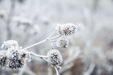 frozen plantの写真素材