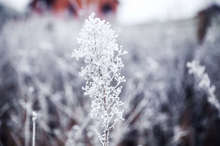 frozen plantの写真素材
