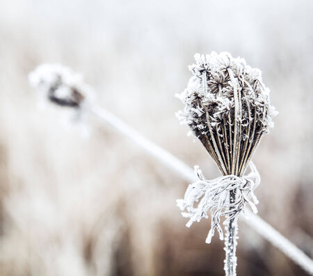 frozen plantの写真素材