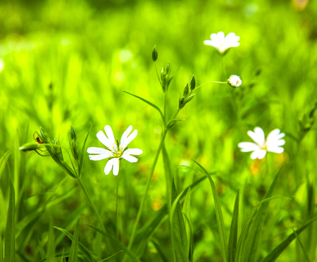White flowers anemone in forestの写真素材