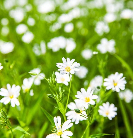 White flowers anemone in forestの写真素材