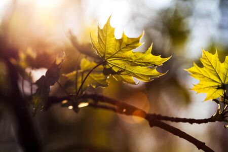 Autmn leafs on the sky backgroundの写真素材