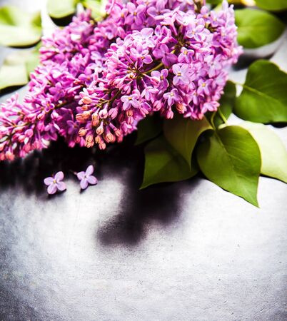 The beautiful lilac on a black backgroundの写真素材