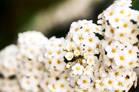 Branch with small white flowers blooming in a gardenの写真素材