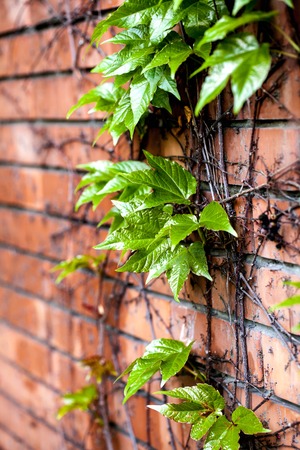 Ivy on the brick wallの写真素材
