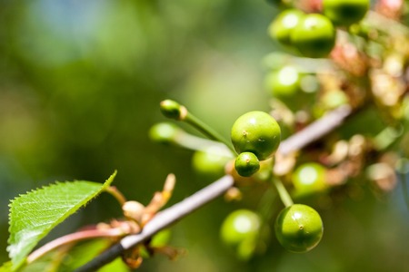 Green cherryの写真素材