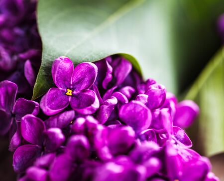 spring lilac violet flowersの写真素材