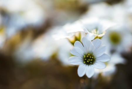 Spring yellow flowers (Primula vulgaris) in the forestの写真素材