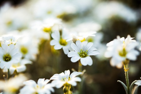 Spring yellow flowers (Primula vulgaris) in the forestの写真素材