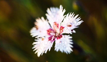 beautiful pink flowers in the gardenの写真素材