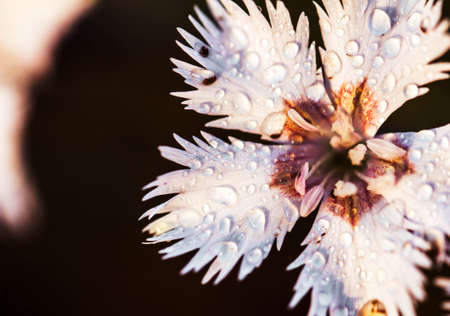 beautiful pink flowers in the gardenの写真素材