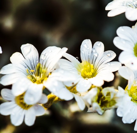 Spring yellow flowers (Primula vulgaris) in the forest