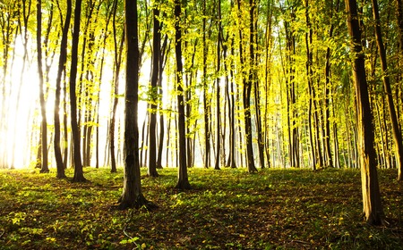 sunset in the woods. nature
