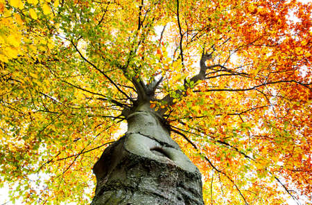 tree in autumn. Nature backgroundの写真素材