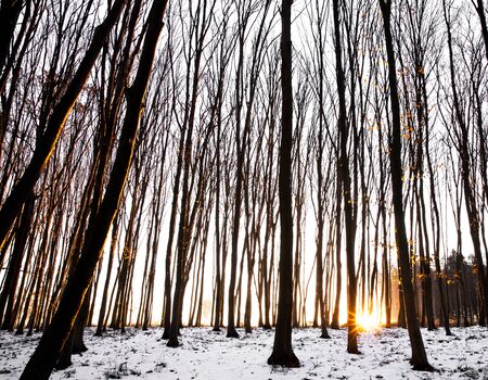 Rays in winter forestの写真素材