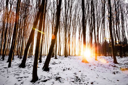 Rays in winter forestの写真素材