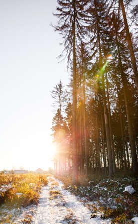 Snowy road in the morningの写真素材