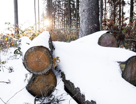 Snow log stack lumber in winter. Woodpile of pineの写真素材