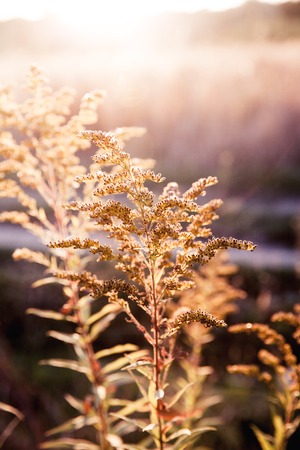 plant on background of orange sunset in summer fieldの写真素材