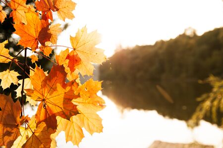 autumn backgroundの写真素材