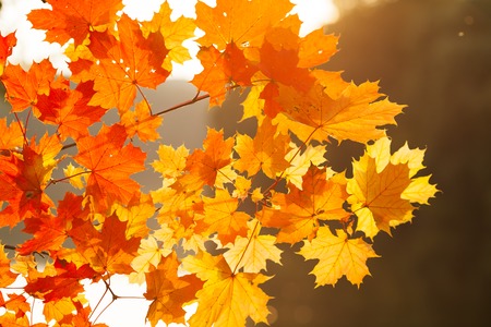 Autumn leaves on colorful backgroundの写真素材