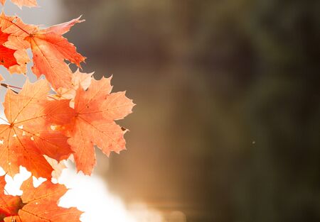 autumn backgroundの写真素材