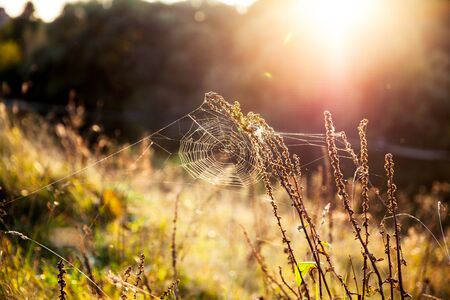 beautiful sunsetの写真素材