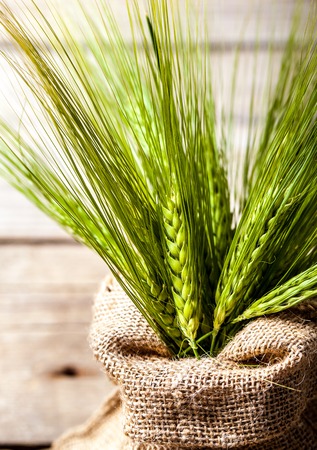 Green organic wheat grass in a brown bag.の写真素材