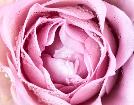 close-up of fresh pink rose flowerの写真素材