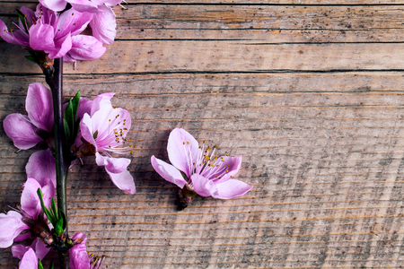 Peach blossom on old wooden background. Fruit flowers.の写真素材