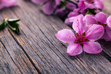 Peach blossom on old wooden background. Fruit flowers.の写真素材