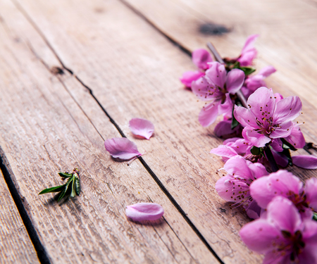 Peach blossom on old wooden background.の写真素材
