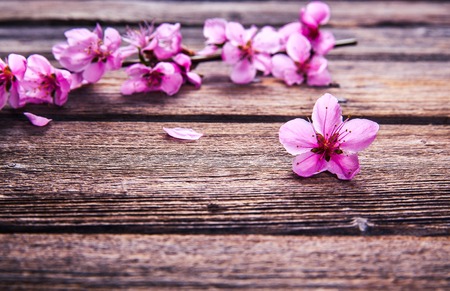 Peach blossom on old wooden background.の写真素材