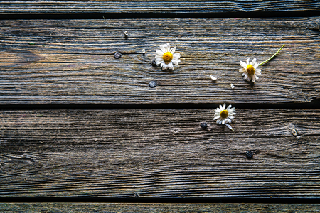 daisy on a wooden background fallen petalsの写真素材