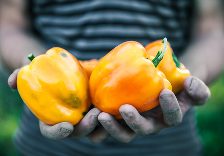 Farmer is holding in his hands a yellow pepper. Vegetables, foodの写真素材