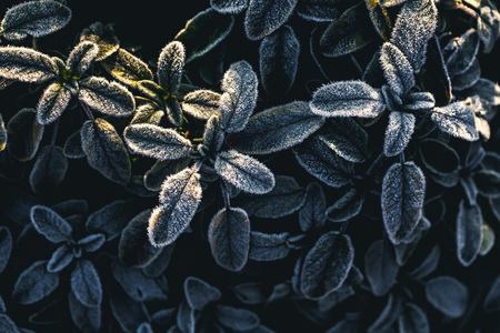 The frost on the leaves a The frost on the leaveの写真素材