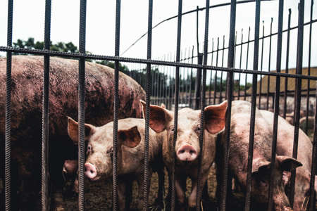 Pig on the farm. Bad conditions, pets aの写真素材