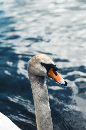 Mute swan and ducks in the background. Taken in Prater, Vienna. The lake used to be a billabong of the Danube river.の写真素材
