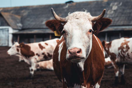 Cows on the form. Milk, meat production. Household animals.の写真素材