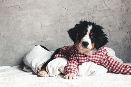 Cute Bernese Mountain Dog with red shirt on blanketの写真素材