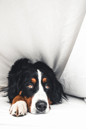 Bernese Mountain Dog in white bed. Lying on a clean bed. friendの写真素材