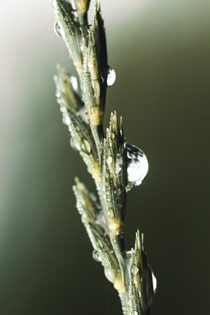 Grass. Fresh green spring grass with dew drops closeup. Sun. Soft Focus. Abstract Nature Backgroundの写真素材