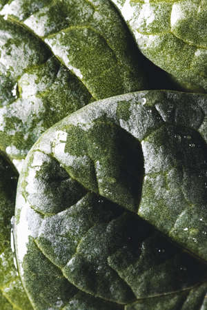 Macro photography of fresh spinach. Concept of organic food. healthy foods, veganの写真素材