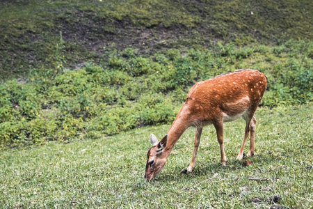Sika deer female eating grassの写真素材