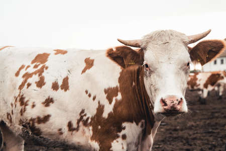 Cows on the form. Milk, meat production. Household animals.の写真素材