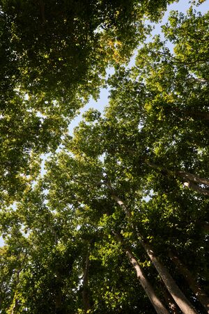 Sunlight Through Green Tree Crown - Low Angle