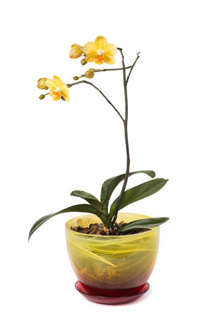Yellow orchid flower  phalaenopsis  in a pot isolated on white backgroundの写真素材