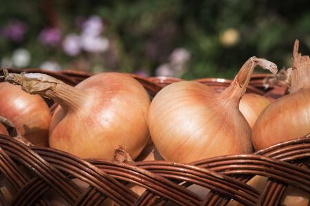 Freshly harvested onions in a basket, closeupの写真素材
